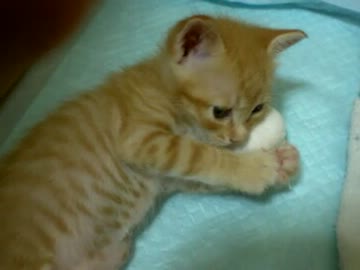 拾いねこ＠生後33日目part1　最近は脱走大好きですね