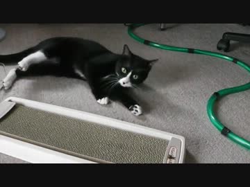 マタタビで猫を誤動作させてみた【前編】