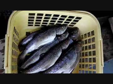 セローと！　大岳キャンプ場！