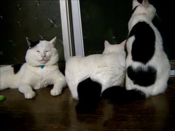 牛柄猫家族プラスワン３７ ～ひさしぶり～
