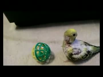 無視するセキセイインコ