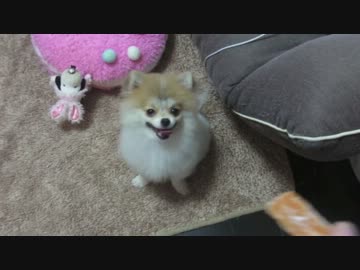 【もふポメ】サツマイモのおやつに釘付けチェルシー