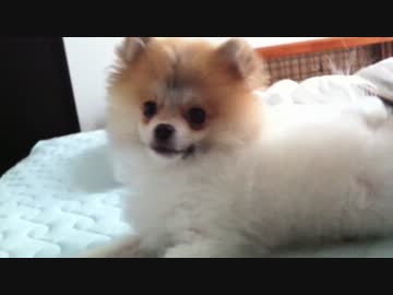 【もふポメ】早朝　ベッドの上でそわそわチェルシー
