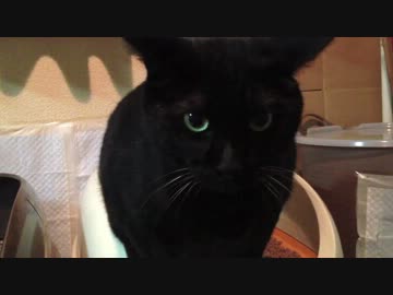 ブツをだす時に思わず声が漏れてしまう猫