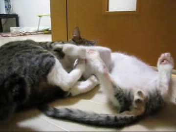 はじめての猫飼い045　～大福居間デビュー～