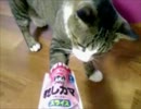 【猫】器用(？)に手で食べる猫「自分で取り出すにゃ！」