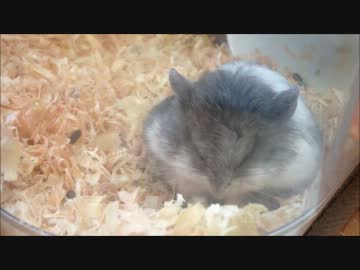うちのハムスターが寝てるだけ