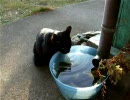 庭で水を飲む黒猫
