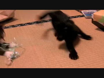 くるねこ大和　20120809　玄さん