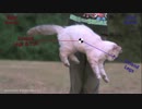 猫の空中反転をハイスピードカメラで