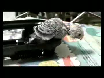 セキセイインコのヒナ