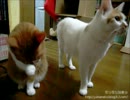【夜な夜な猫集会】ご飯を食べ終わって満足気な猫達