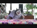 器用過ぎる!_箸を使ってソバを食べる犬がいた!_｜Too skillful Dog with chopsticks