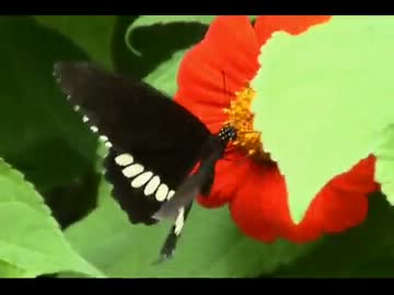 蝶　（初めての動画投稿ｗｗ）