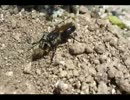 クロアナバチの巣作り