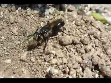 クロアナバチの巣作り