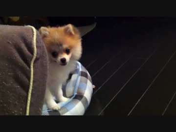 【もふポメ】ひょこ！と、かくれんぼポメラニアン