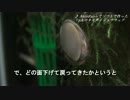 【生きていたドジョウ報】夏コミ出ます【18宣伝かよ!】
