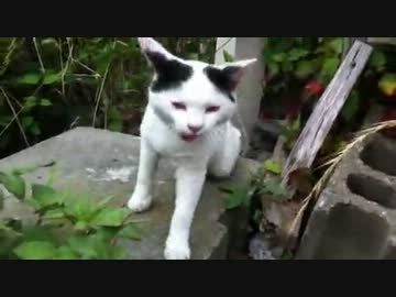 猫の聖地・田代島へ行って来ました。【前半】