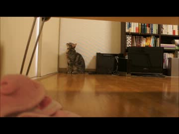 ツンギレのうちの猫のシャンプー時の断末魔