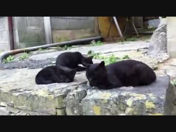 猫の聖地・田代島へ行って来ました。【後半】