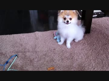 【もふポメ】待て、ができるようになったチェルシー