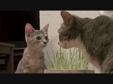 モアレとクリエ 「カリカリを一年間おいしく食べ続けたら」