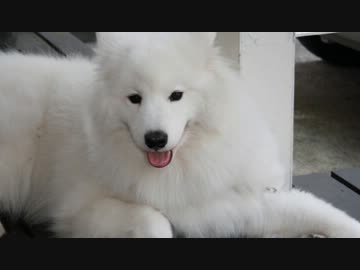 ZIPPEIが亡くなった理由を解説っぽく独り言してみたかった