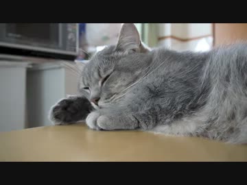 ひるねっ