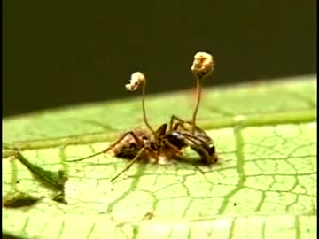 秘境・ギアナ高地の巨大穴 (02 of 02)