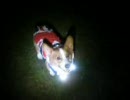 コーギー イルミネーション