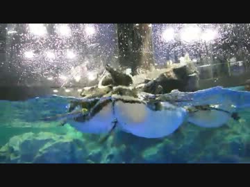 おしくらまんじゅうペンギン