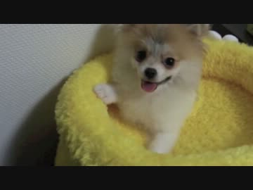 【もふポメ】プーさんのはちみつのツボから・・・ヒョコ！！！