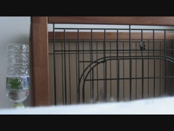 【もふポメ】出して出して出して出して