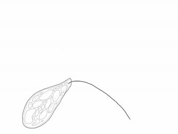 【描いてみた】ミドリムシの鞭毛でゲッダン