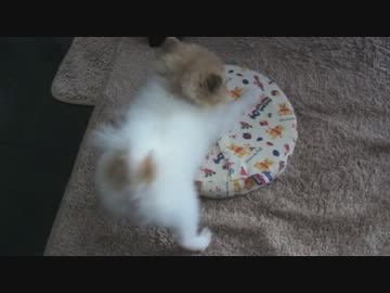 【もふポメ】あらぶるポメラニアン