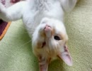 てくびくにくに