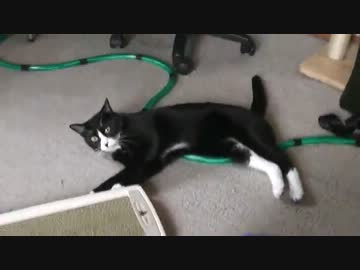 マタタビで猫を誤動作させてみた【後編】