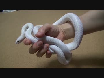 【一般家庭の白へび様】脱皮前・脱皮後