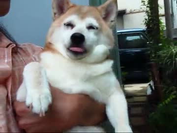 ザル警備員柴犬りょう(１２年８月１３日)