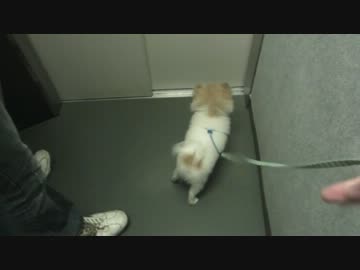 【もふポメ】毎度のように散歩ではしゃぐ犬と飼い主