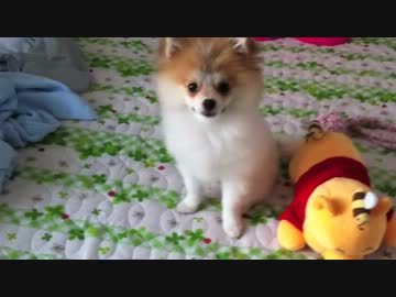 【もふポメ】こっちを見つめながら、ひたすら「よし！」の言葉を待つ犬