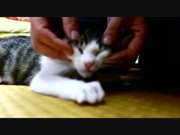 【生後】何だ、ただの里親募集動画②か【２か月】