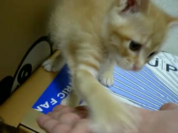 拾いねこ＠生後39日目part1　明日引っ越し、10年住んでた今の街さようなら