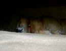 縁の下で寝ているおじいちゃん犬を起こしてみた。