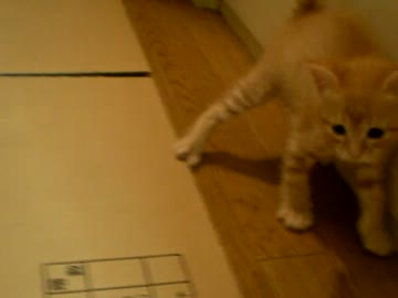 拾いねこ＠生後39日目PART2　引っ越し前最後のアコ