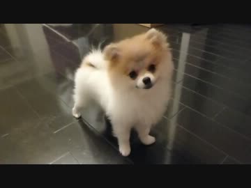 【もふポメ】おいぬ様特有の水飲む時のピチャピチャ音がｗ
