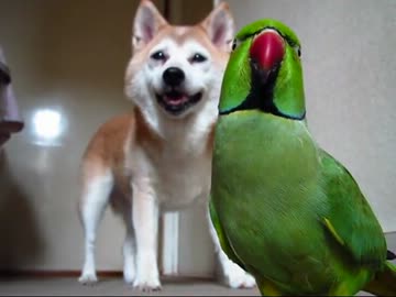 緑茶コンビの夏(１２年８月１４日)