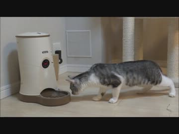 「猫、初めての自動給餌器」のその後