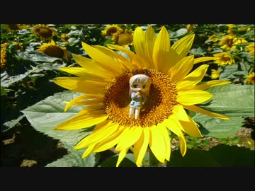 会社を辞めて日本一周の旅１７(美瑛～旭川～留萌)